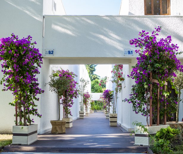 gradina si plante la mera villas in venus gradina si plante la mera villas in venus