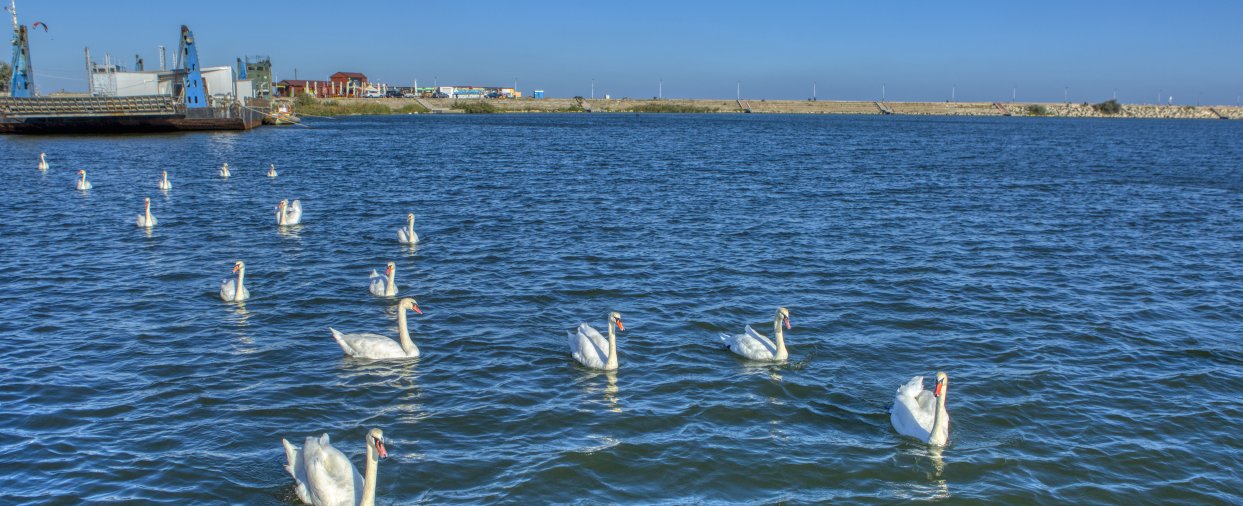 lebede in portul mangalia
