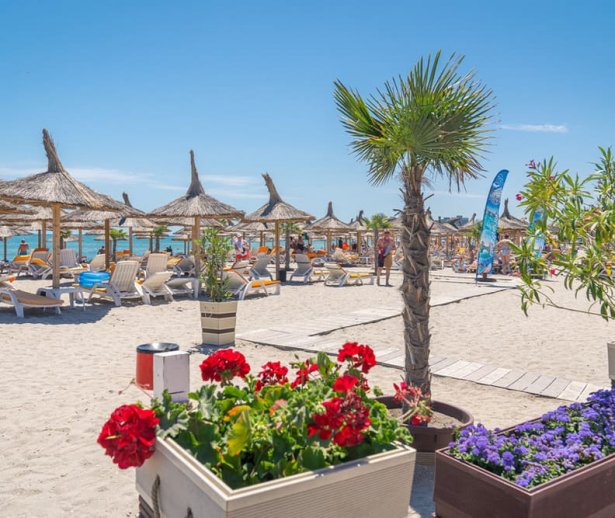 Plajeledepelitora Plajeledepelitora