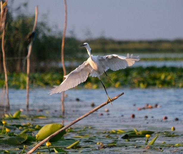 RezervaiaBiosfereiDeltaDunri RezervaiaBiosfereiDeltaDunri