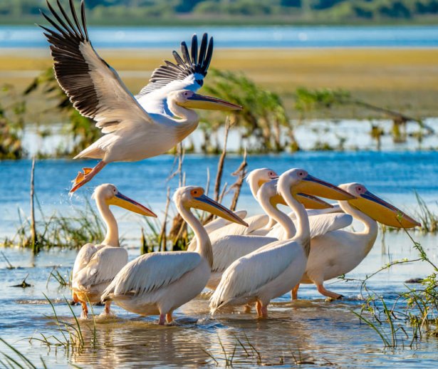 RezervaiaBiosfereiDeltaDunri RezervaiaBiosfereiDeltaDunri