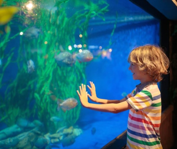 copilinvizitalaacvari copilinvizitalaacvari