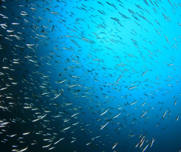 cepestitraiescinmareaneagr cepestitraiescinmareaneagr