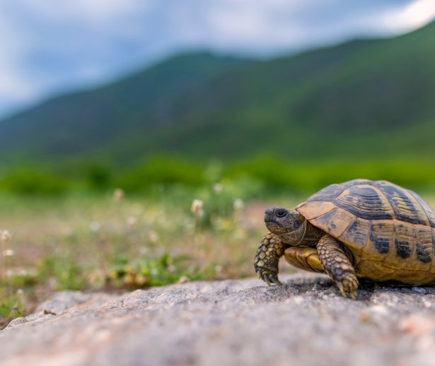 testoasadeuscatinrezervatiaGuraDobroge testoasadeuscatinrezervatiaGuraDobroge