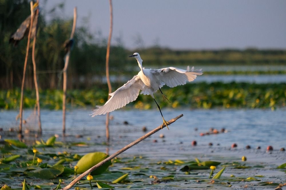 Rezervația Biosferei Delta Dunării