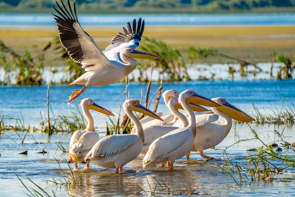 Rezervația Biosferei Delta Dunării